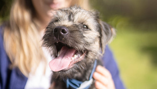 A photo of a dog bad breath with its mouth open