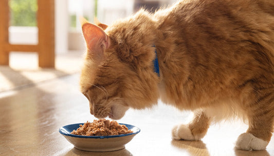 Ginger cat eating the best cat food for weight loss from a bowl on the floor