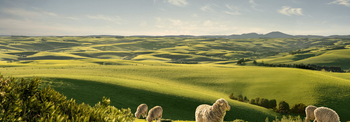 Air Dried Dog Food from ZIWI