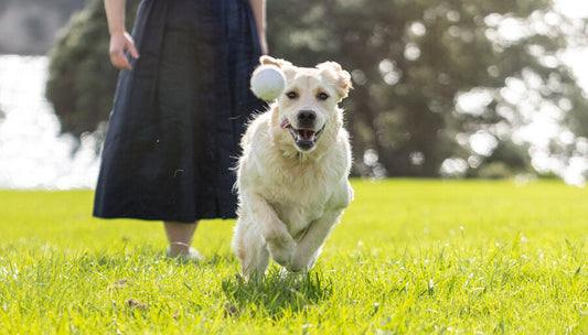 A dog sprinting towards a ball whilst owner wonders, can dogs eat parsley