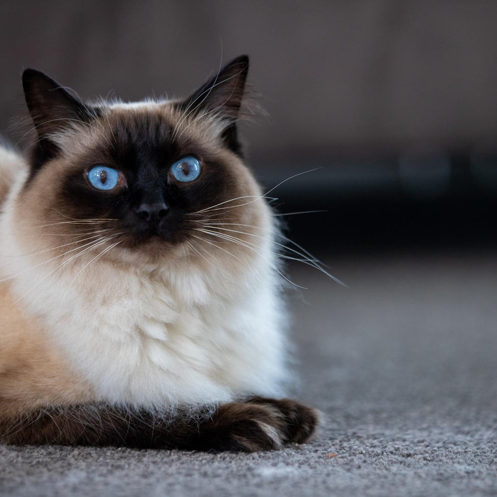 Is Your Cat Losing More Hair Than Normal? Find Out the Possible Causes and How to Help!