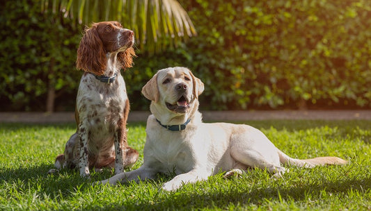 Dog shedding: what’s normal and what’s not