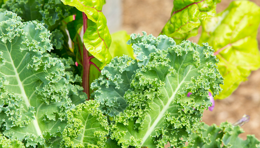 Kale for Dogs: Is It Safe? Nutritional Benefits and Feeding Tips