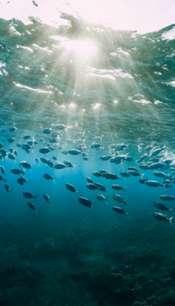AdobeStock_305383154_Kahawai_1164x1600_copy_1_x330 1 (2).png
